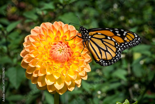 Konstfotografi close up of monarch butterfly