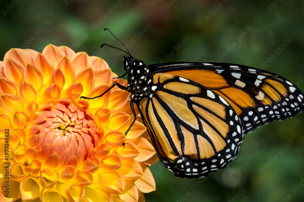 Obraz premium Close up of a monarch butterfly on a dahlia flower