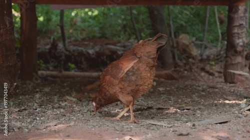 Free range brown hen pecking and foraging for food in a farmyard coop