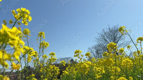 Yellow Canola Flowers Swaying Gently in the Breeze