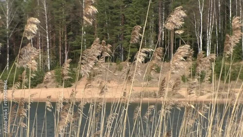 A landscape of grass by the lake. Calm wild nature.
