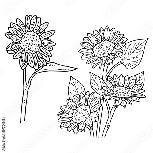 A beautiful hand-drawn outline illustration of a sunflower, capturing its botanical details with a vintage aesthetic. Evokes a serene summer atmosphere, suitable for various decorative design projects