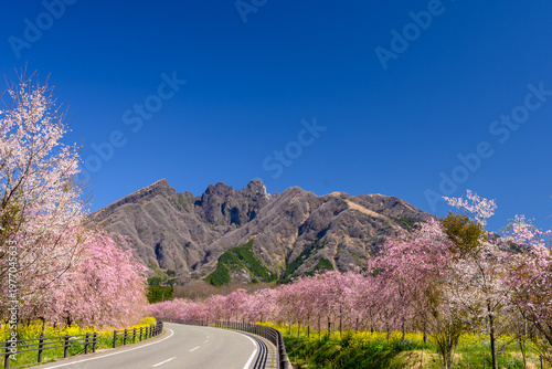 阿蘇根子岳とサクラミチ　ポスター用