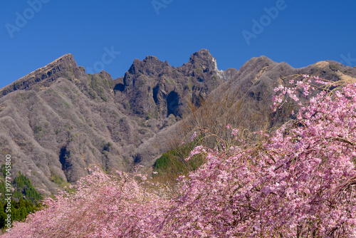 枝垂れ桜と根子岳