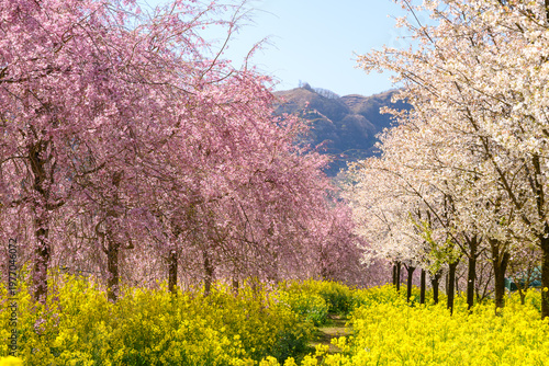 菜の花と桜