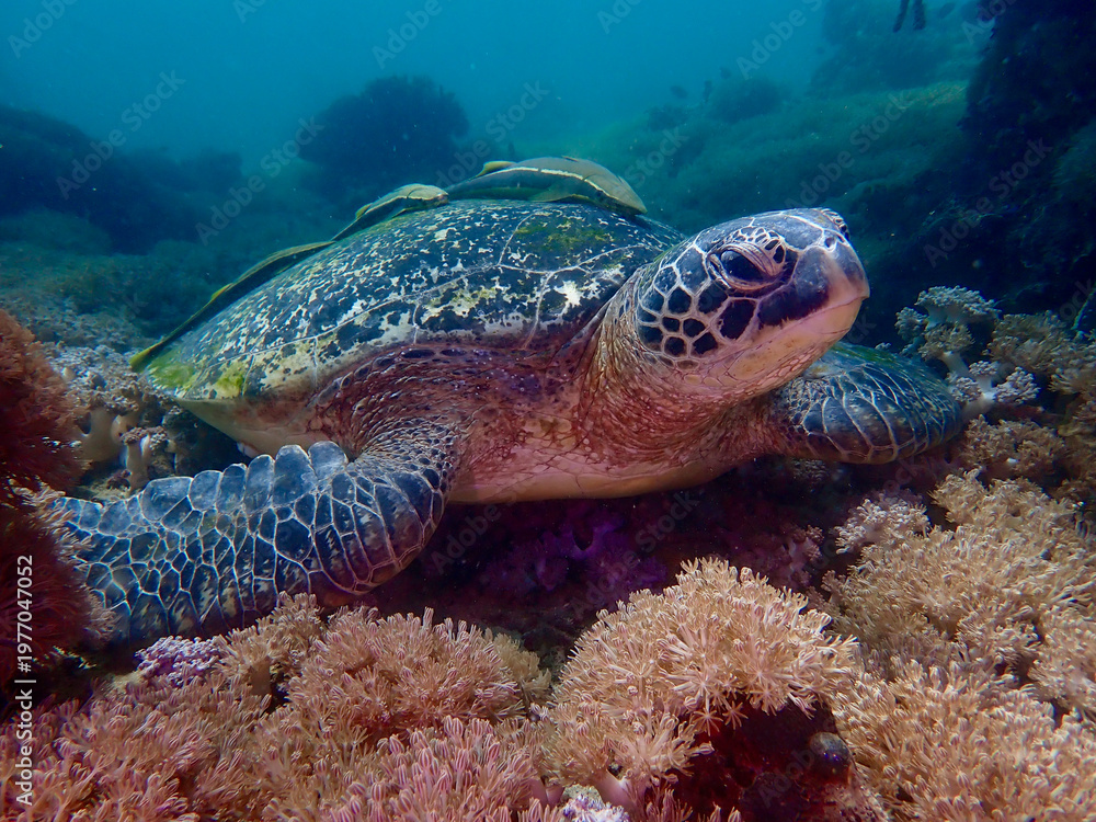 Obraz premium Sea turtle resting on coral reef close up. Detailed underwater portrait of sea turtle showing textured shell and marine life around.