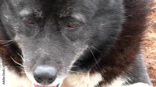 The face of an old black dog, the look of an animal. An elderly dog in close-up, eyes.