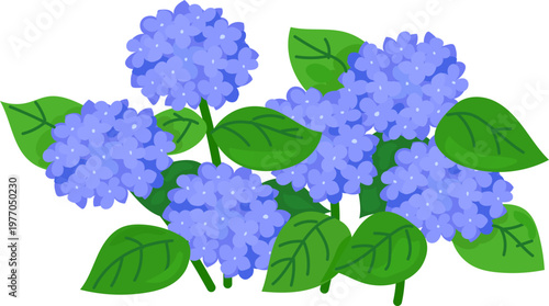 Blue hydrangea flower cluster botanical illustration