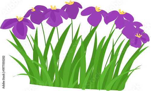 Purple iris bed floral border botanical art