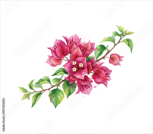 Beautiful pink bougainvillea flower branch with green leaves isolated on white background