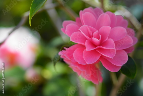 ピンク色の椿の花