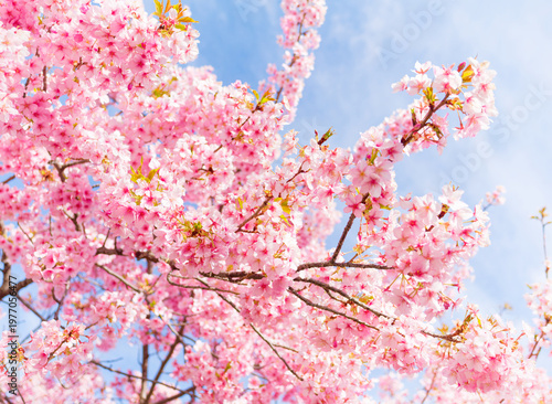 Cherry Blossoms in Full Bloom Against Blue Sky, Soft Spring Floral Background