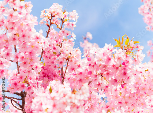 Cherry Blossoms in Full Bloom Against Blue Sky, Soft Spring Floral Background