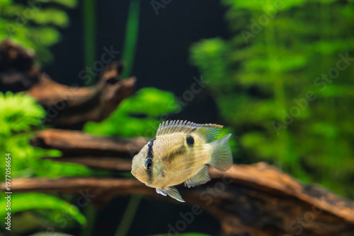 Keyhole Cichlid (Cleithracara maronii) swimming in natural aquarium with driftwood and dense Asian Marshweed plants.