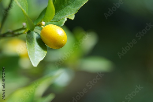 小さなぷちまる