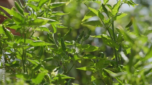 Green chili pepper plant swaying in the gentle breeze and bright sunlight