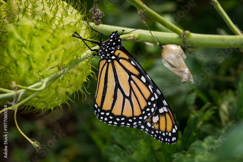 Bilde på lerret closeup of a monarch butterfly clinging to swan plant seed pod, letting its wing