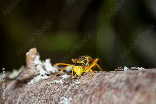 Fotografie Close up of a paper wasp on an old wooden post