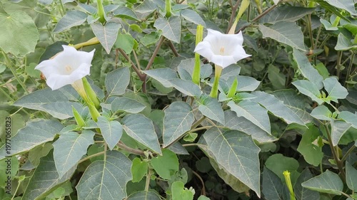 White Trumpet Flowers in Nature 4k video