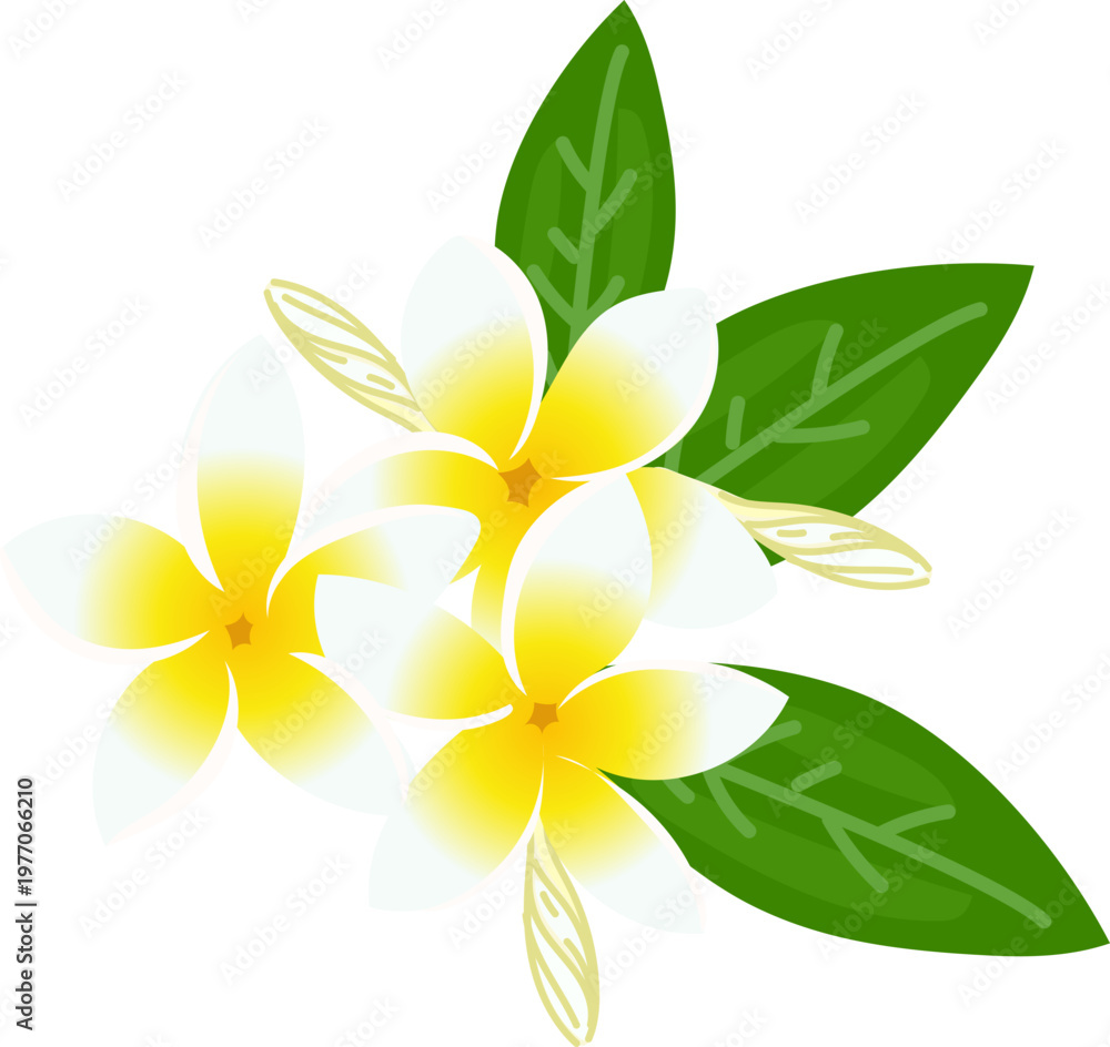 Obraz premium Frangipani bloom frame botanical tropical clipart