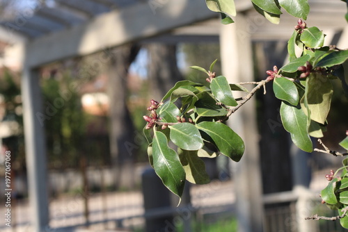 Vászonkép Ralph's desertwillow, Pittosporum ralphii, Pittosporaceae