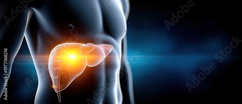 3d rendering of human liver glowing in stomach area on dark blue background showcases health care concept for medical applications