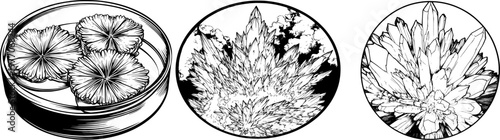 A detailed black-and-white illustration of a petri dish with growing crystal formations, set against a solid white background in a coloring book style, showcasing clear boundaries and symmetrical