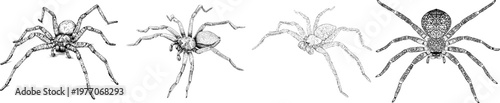An elegant Huntsman spider with wide sprawling legs is depicted in a monochrome coloring book style, showcasing clear boundaries and highly detailed line art against a solid white background