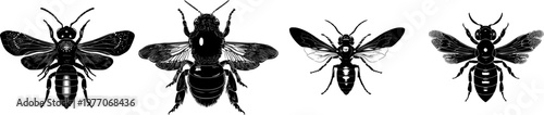 A striking black and gold orchid bee illustration in a flat vector style, isolated on a pure white background with crisp high contrast edges, showcasing elegant form and minimalist stencil design