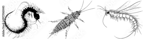 A sleek, elegant phantom midge aquatic larva with a sharp black ink outline against a solid white background, rendered in monochrome coloring book style with clear boundaries, flat 2D graphic, and