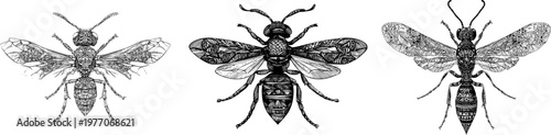 This exquisite wasp illustration features an elegant, thick-horned fly mimic with a sharp black ink outline against a solid white background, rendered in monochrome coloring book style with clear