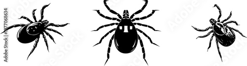 Elegant black spider illustration with swollen legs, stark silhouette, flat vector style, isolated on pure white background, crisp high contrast edges, minimalist stencil design, ready for tracing