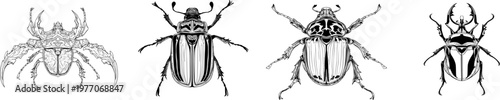 A Goliath beetle illustration in a top-down symmetrical view showcases intricate details with bold black ink outlines against a solid white background, suitable for vectorization due to its clean
