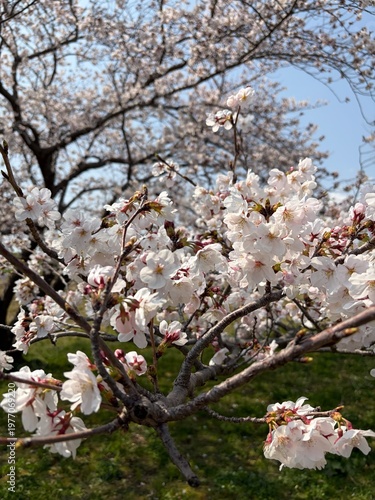 blooming cherry tree