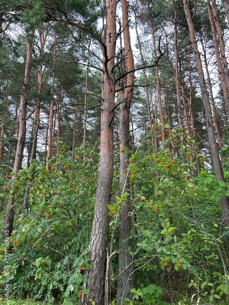 Obraz premium Pine tree trunks and green undergrowth in summer forest
