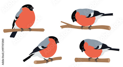 Collection of four bullfinch birds in different poses perched on small branches in a simple flat vector illustration set.