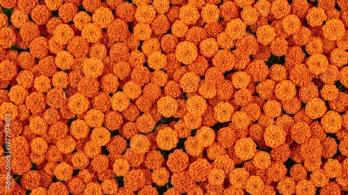 Top view of orange marigold flowers background, vibrant tagetes floral texture, autumn bloom