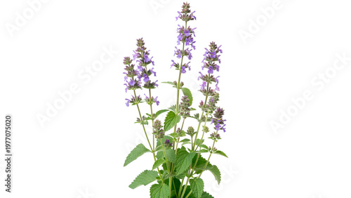 Foto epeta nervosa blue moon catmint isolated on transparent background