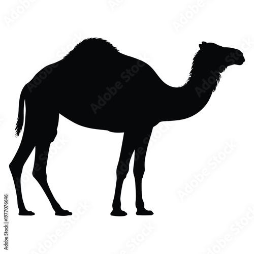 A striking black silhouette of a dromedary camel standing in profile a desert animal silhouette
