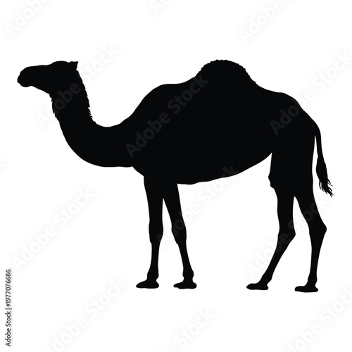 A striking black silhouette of a dromedary camel showcasing its iconic hump and form silhouette