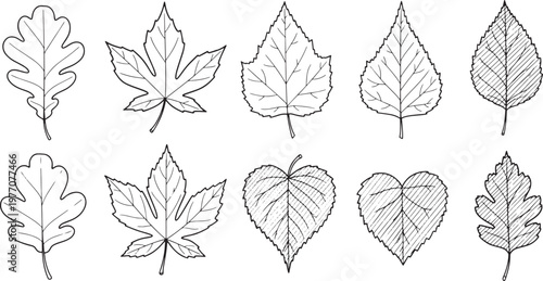Set of various tree leaves line art illustrations vector outline sketches of oak maple and linden leaves
