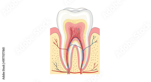A comprehensive medical diagram illustrates a human tooth with intricate blue veins and red arteries extending deep into the surrounding alveolar bone tissue.