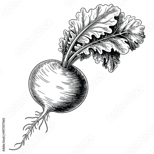 A detailed vintage style illustration of a radish with leafy greens presented as a silhouette