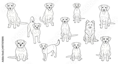 Collection of Dog Breeds Line Art Illustrations, Various Poses
