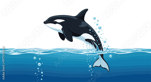 A powerful black and white killer whale leaps dynamically out of the shimmering blue ocean water creating a vibrant splash and many tiny bubbles.