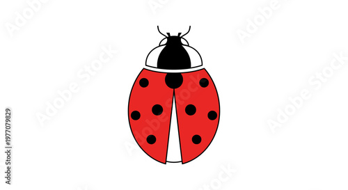 ladybug on white background