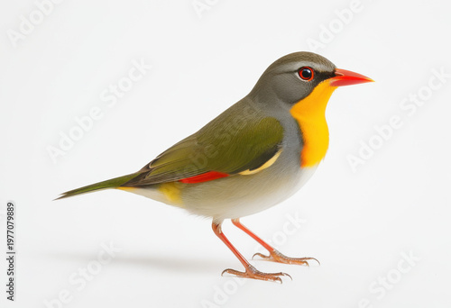 Bird Red-billed Leiothrix, 