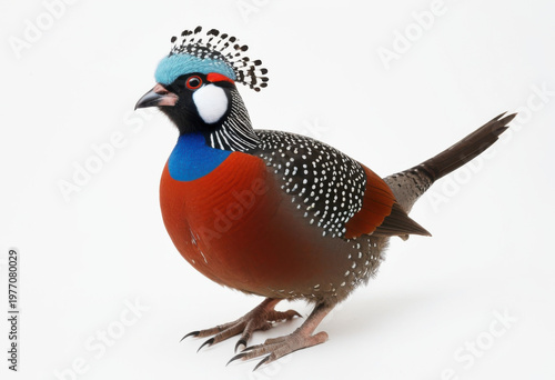 Beautiful Temminck's Tragopan, exotic pheasant, on white background