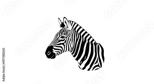 zebra isolated on white background