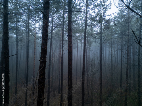 Drone POV flying through dark mysterious pine forest in thick fog